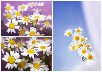 Chamomiles - set on blue and violet background