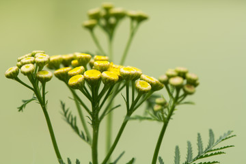 Tansy (Tanacetum vulgare) plant flowers. A yellow flowered perennial plant hisotrically used in cooking and for a variety of medicinal uses, in the daisy family (Asteraceae)