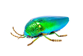 jewel beetle isolated on white background