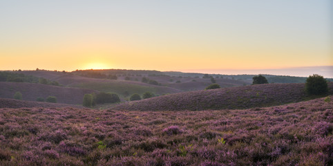 Fototapeta na wymiar Purple Hills of Posbank, Hoge Veluwe