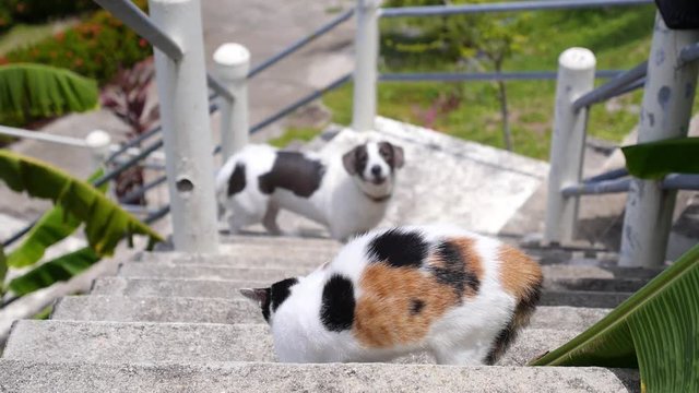 Dog and Cat Quarreling Outdoors