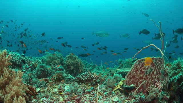 Colorful coral reef with healthy corals and plenty fish. 4k footage