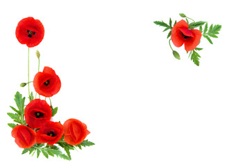 Red poppies Binomial name: Papaver rhoeas, common names: common poppy, corn poppy, corn rose, field poppy, Flanders poppy, red weed, coquelicot, headwark on white background with space for text © Anastasiia Malinich