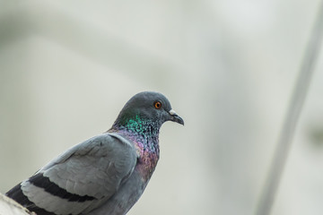 Rock Pigeon