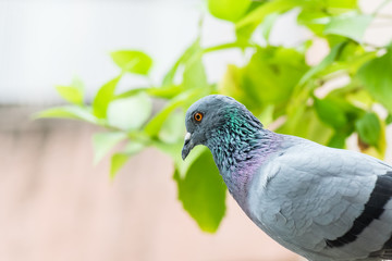 Rock Pigeon