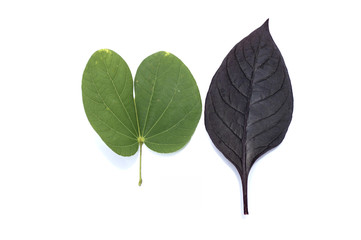 Obraz premium leaves in the white background.