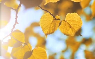 Fototapeta na wymiar autumn yellow leaf backlight