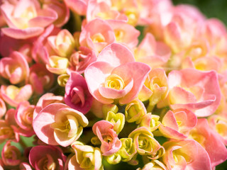 Fototapeta premium hydrangea