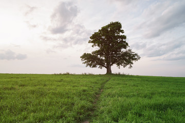 Fototapeta na wymiar oak and maple grow together on green field in sunset
