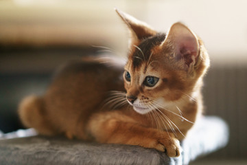 abyssinian kitten wild color indoor portrait