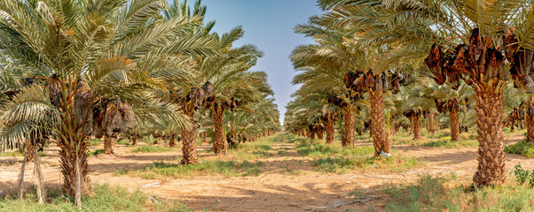 Date palms have an important place in advanced desert agriculture in the Middle East