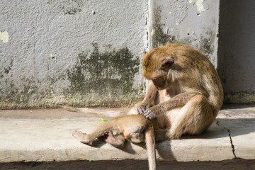 Monkey sitting and scratch young monkey for louse