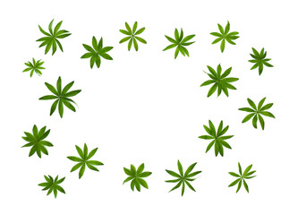 Leaves Galium odoratum, sweetscented bedstraw, (Common names: woodruff, sweet woodruff, and wild baby's breath, master of the woods) on a white background with space for text. Flat lay