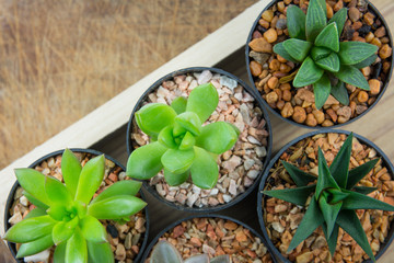 Beautiful succulents