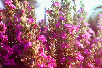 close up of pink field of flowers, image is vintage filtered