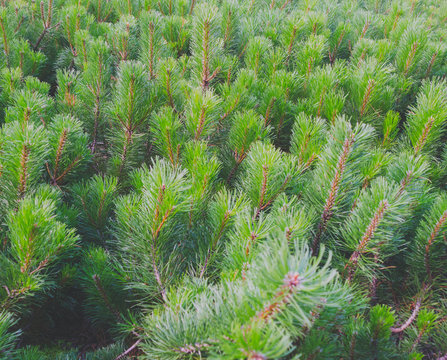 Fototapeta little green Christmas tree closeup for background