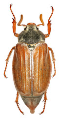 European cockchafer on white Background  -  Melolontha melolontha  (Linnaeus, 1758) 