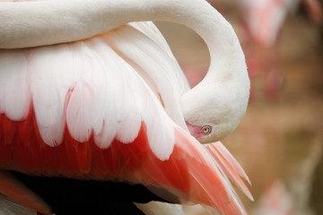 Beautiful pink big bird Greater Flamingo - Soft Focus