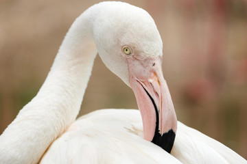 Fototapeta premium Beautiful pink big bird Greater Flamingo - Soft Focus