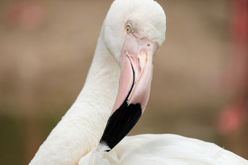 Fototapeta premium Beautiful pink big bird Greater Flamingo - Soft Focus
