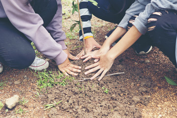 Volunteers to plant trees