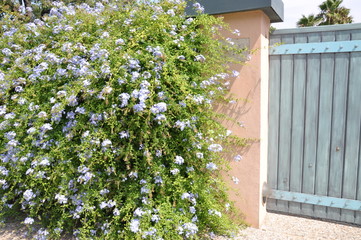 Wooden gate with a big green bush