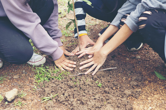 Fototapeta Volunteers to plant trees