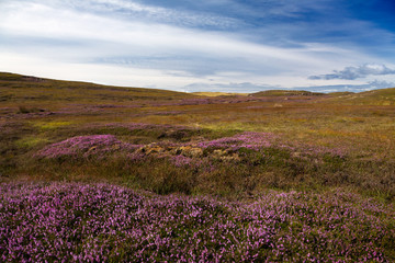 Obraz premium Higlands, Scotland