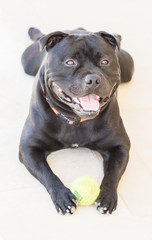 Obraz premium Smiling Staffordshire bull terrier dog, bull breed, with a happy expression, he is a black brindle pedigree dog, holding a tennis ball lying down on white stone tiles outside.