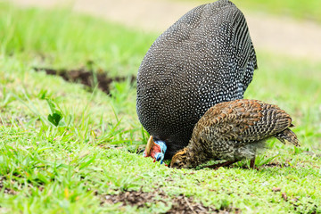 Helmperlhuhn (Numida meleagris), Südafrika