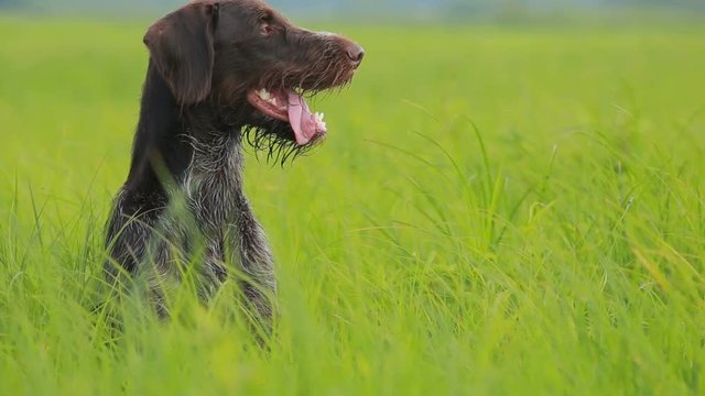 Hunting dog drathaar kurtshaar