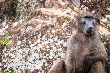 Bärenpavian oder Tschakma (Papio ursinus), Südafrika