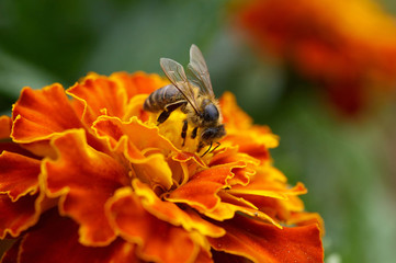 Bee on a flower close-up