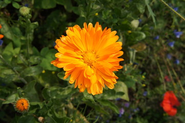 Marigold or calendula flower head in garden