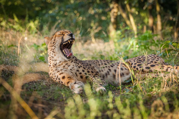 Cheetah on a walk in nature closely Viewing surroundings