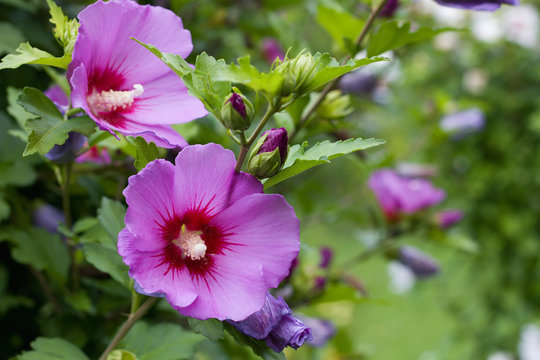 Fototapeta Flowers of purple hibiscus in the garden