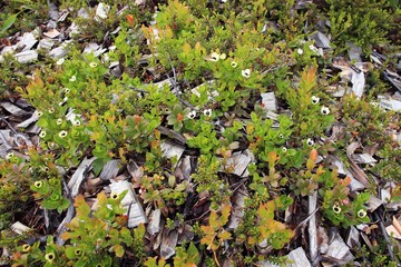 Flowers in tundra above Arctic Circle, Russia