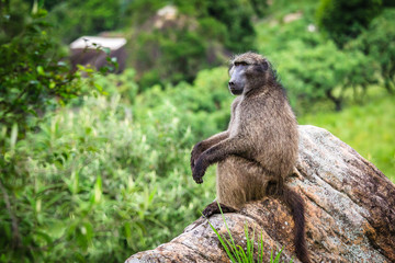 Bärenpavian oder Tschakma (Papio ursinus), Südafrika