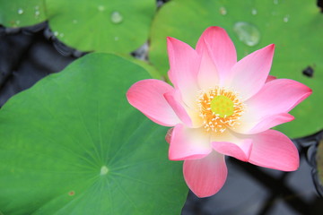 Beautiful Water Lily, Pink Lotus flower