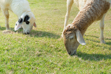 Sheep Farm