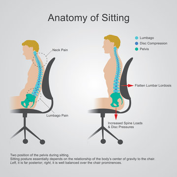 anatomy of sitting
The lumbar region is sometimes referred to as the lower spine, or as an area of the back in its proximity.