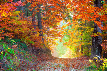 Amazing Autumn Fall Leaves colors in wild forest landscape