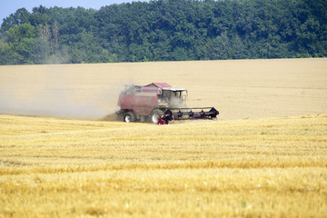 Harvester machine working to harvest wheat field . Combine harvester