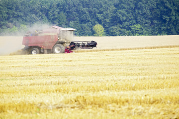 Fototapeta premium Harvester machine working to harvest wheat field . Combine harvester