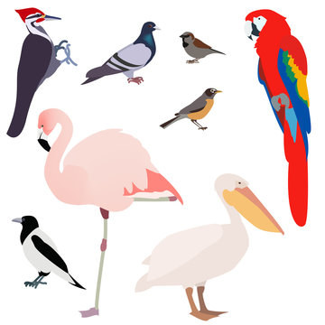 poultry, many different species of birds on a white background ,