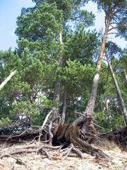 Fototapeta na wymiar Pine trees roots out of soil on sea coast sand dunes