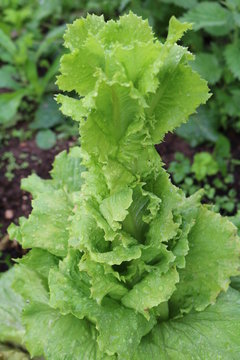 Lettuce or salad - flowering plants related Astra