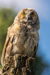 Young Scops owl sitting on an old tree stump in the sunlight