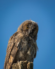 Young Scops owl sitting on an old tree stump in the sunlight