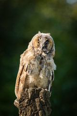 Young Scops owl sitting on an old tree stump in the sunlight